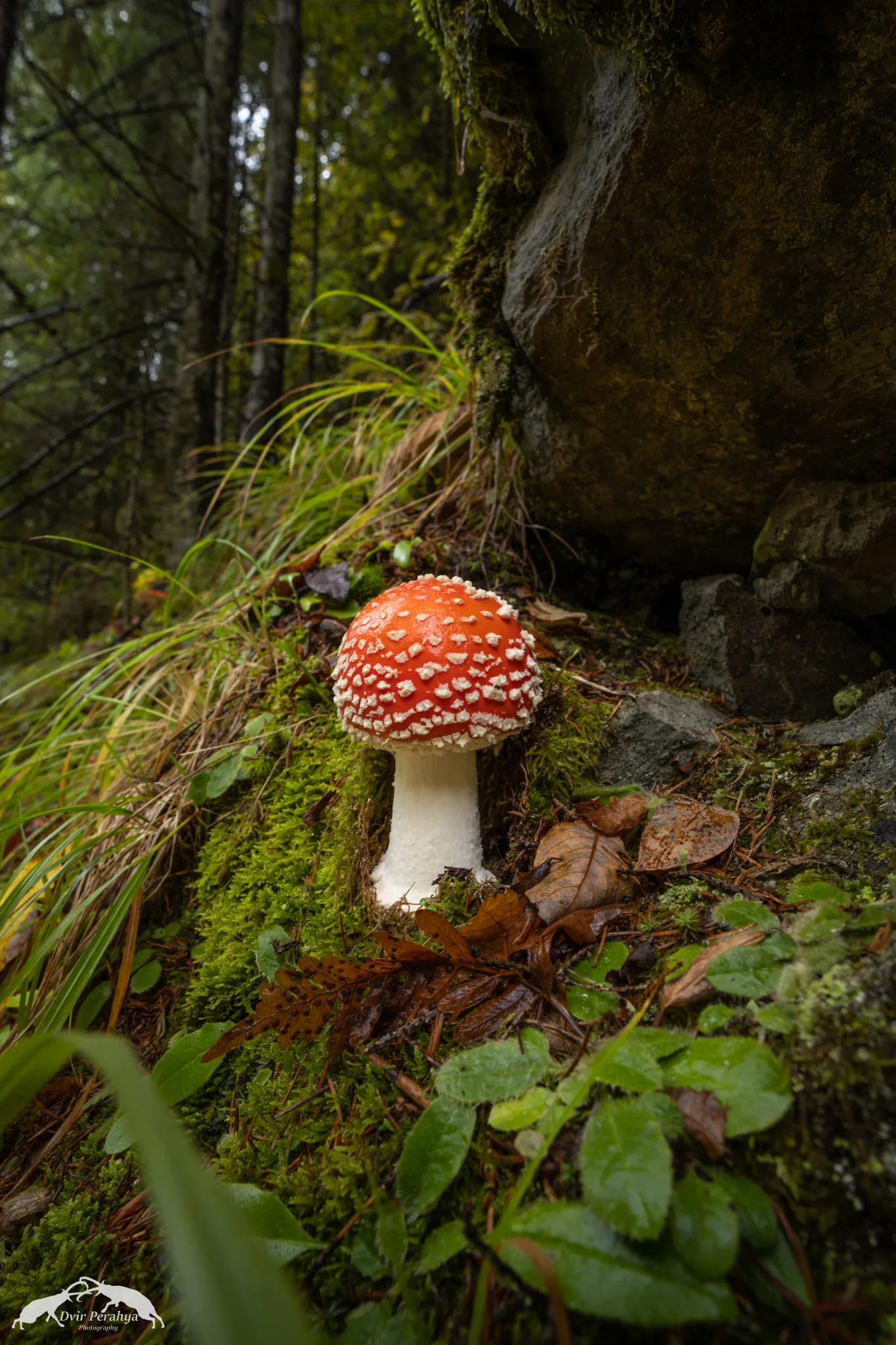 Tel Dor beach at sunset
